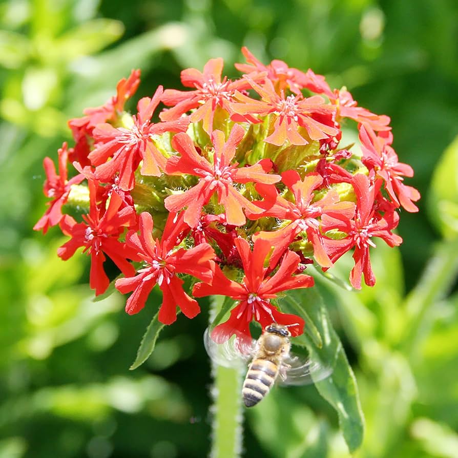 red pear flower seeds