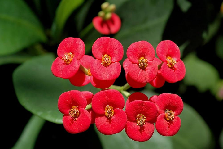 Milii Flower Seeds Red – Heirloom, Non-GMO, High Germination Seeds