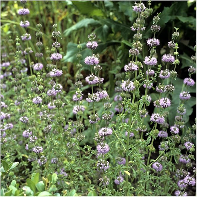 Pennyroyal Mint herb seeds