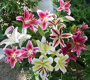 blue mixed flower seeds