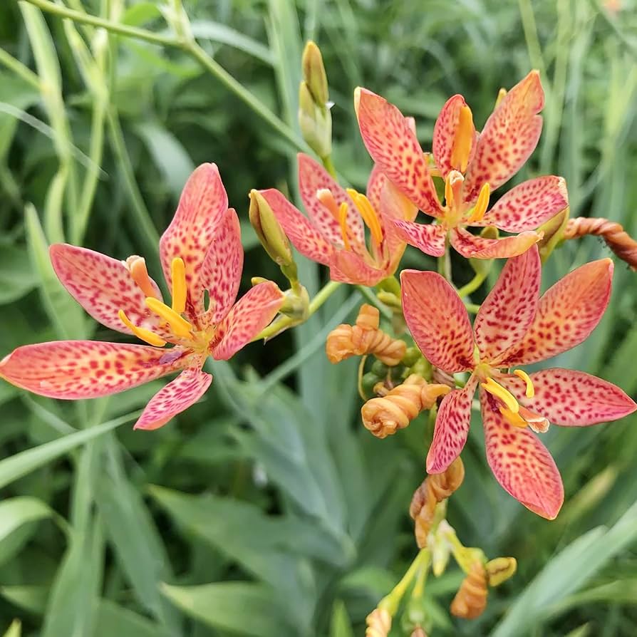 blackberry lily flower seeds