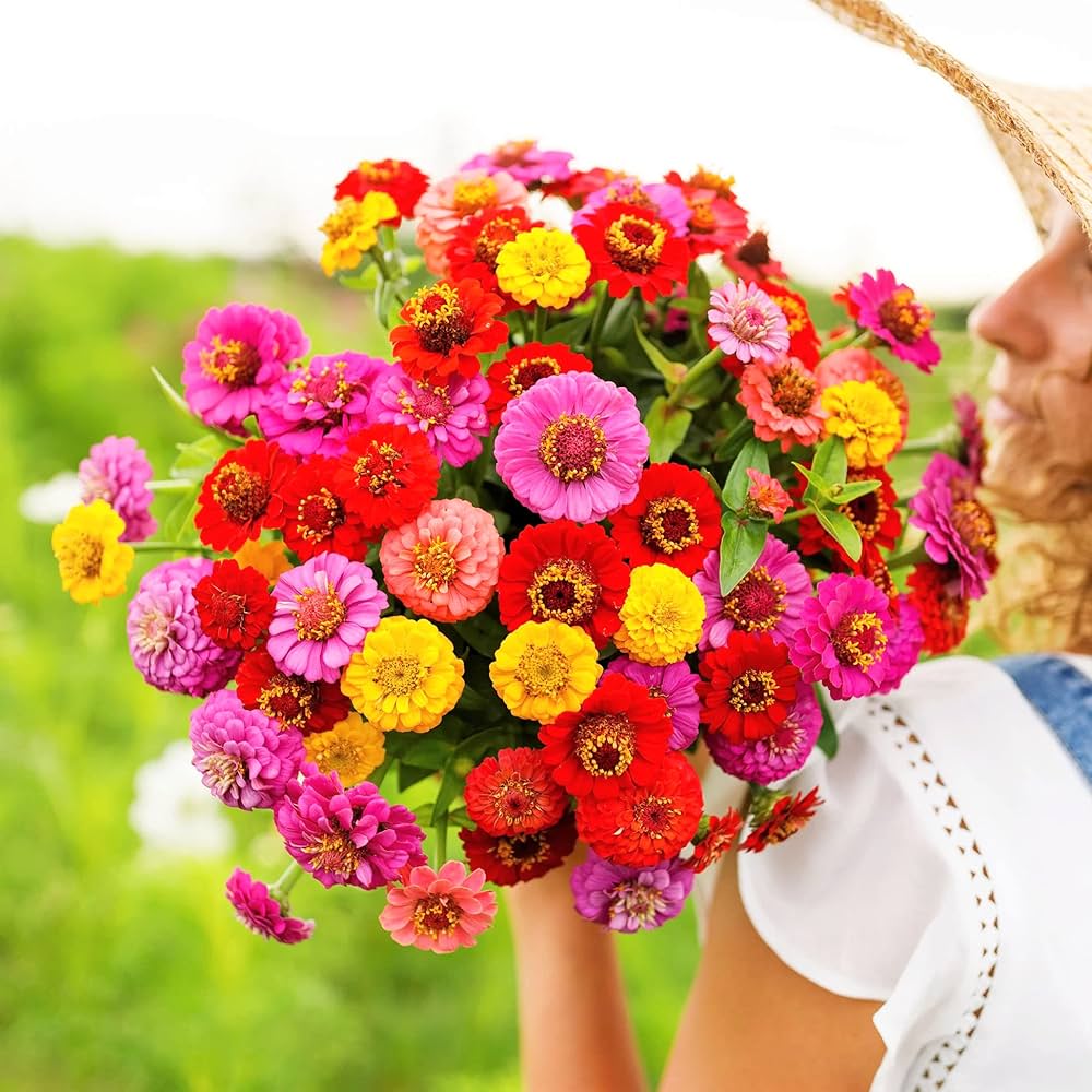 Zinnia Pumila herb seeds