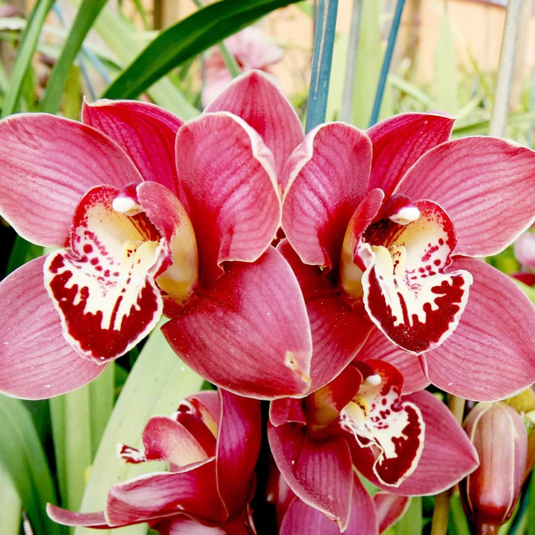 Orchid Flower Seeds Red – Heirloom, Non-GMO, High Germination Seeds