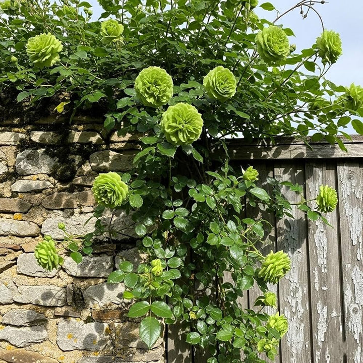 Green Climbing Rose Plant Seeds – Heirloom, Non-GMO, High Germination Seeds