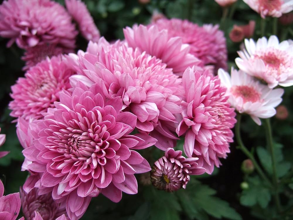 Pink Chrysanthemum Flower Seeds for Planting – Heirloom Non-GMO Organic Garden Seeds