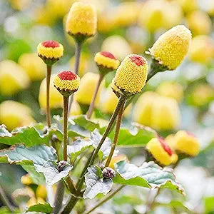 acmella oleracea flower seeds