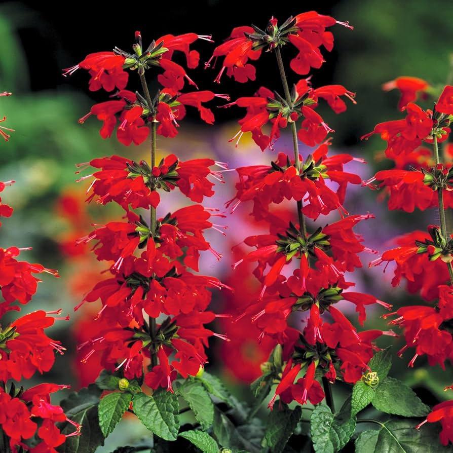 red lady flower seeds