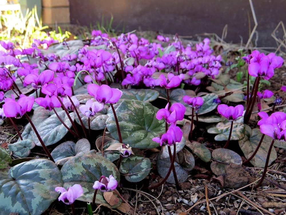 pink cyclamen flower seeds
