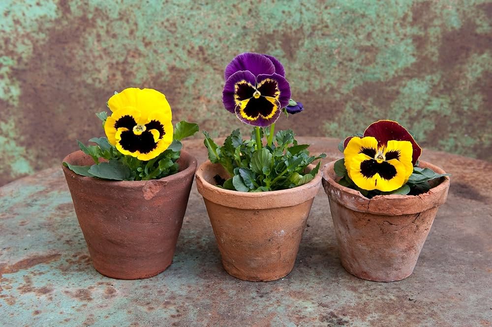 perennial pansy flower seeds