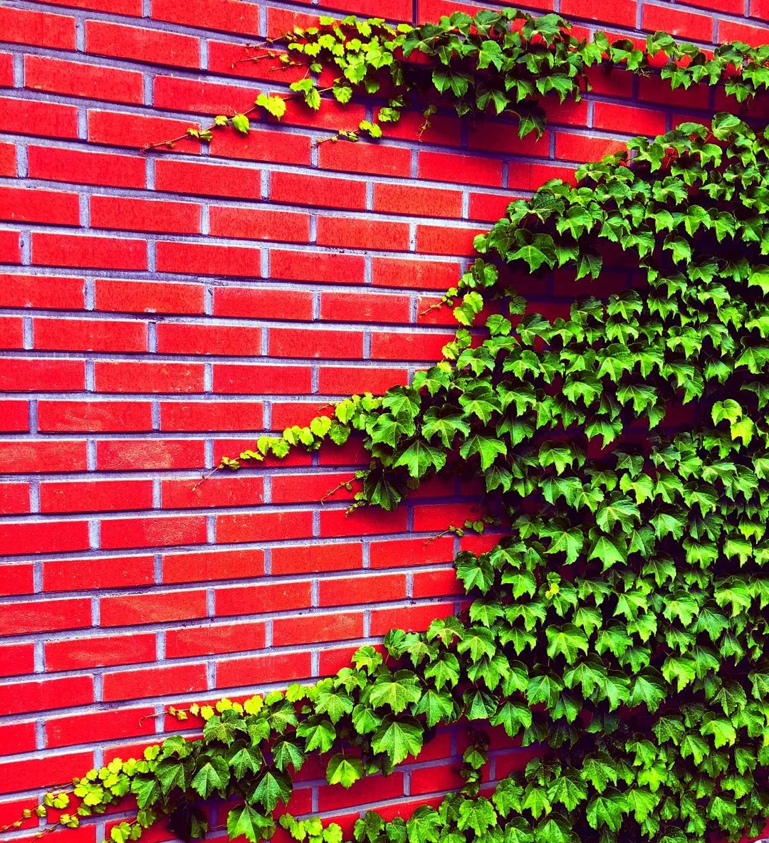 ivy hedera flower seeds