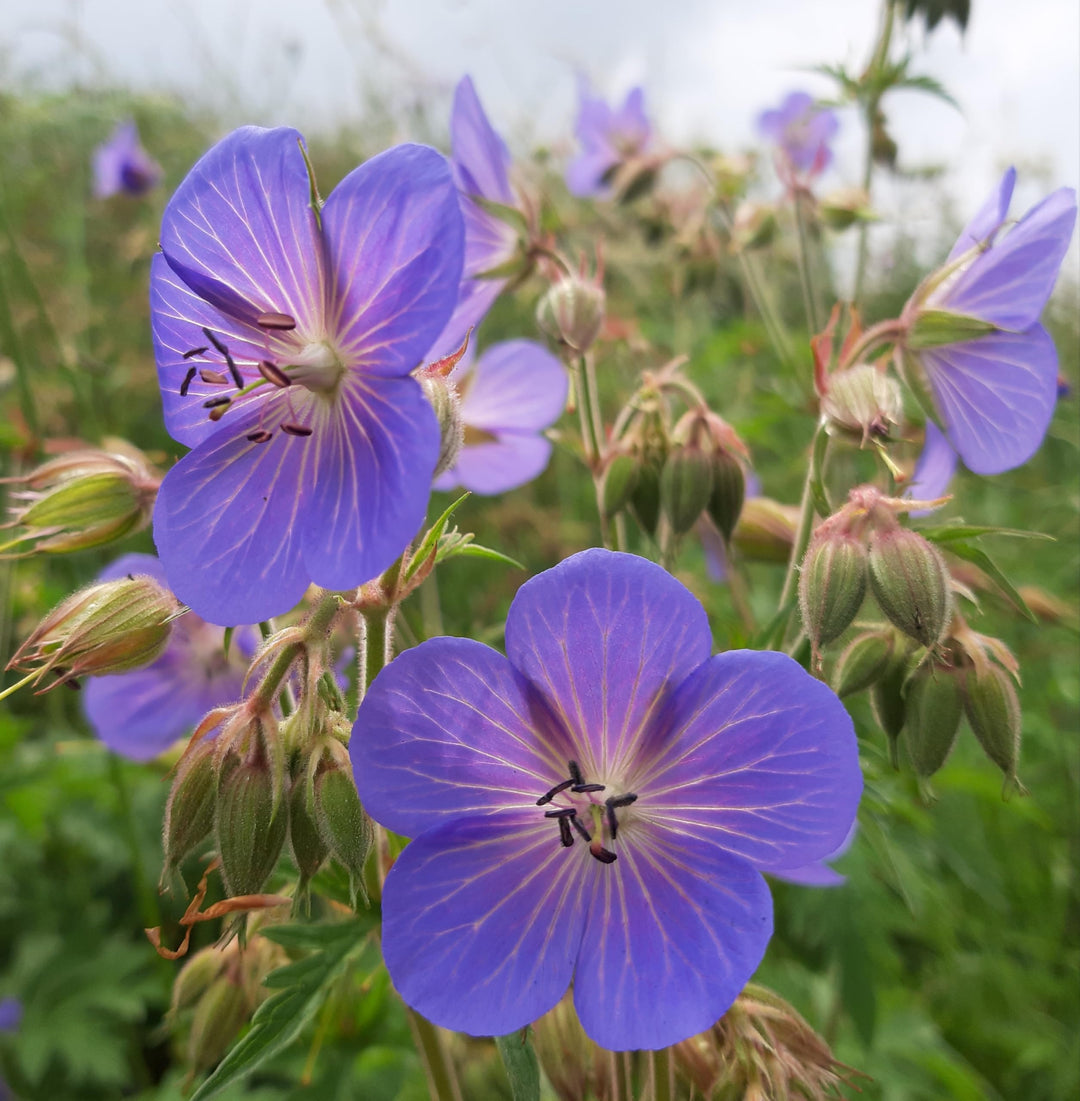 Cranesbill Flower Seeds for Planting – Heirloom Non-GMO High Germination Seeds