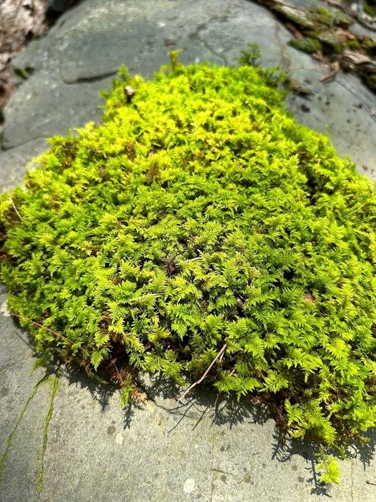 moss grass flower seeds