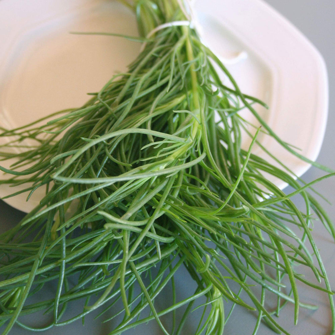 Saltwort For herb seeds