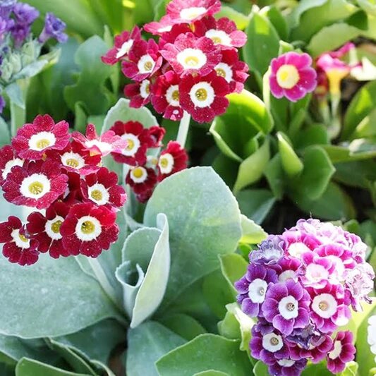 Semillas de mezcla de flores de prímula aurícula – Semillas de jardín orgánicas reliquia, sin OMG, de alta germinación para plantar