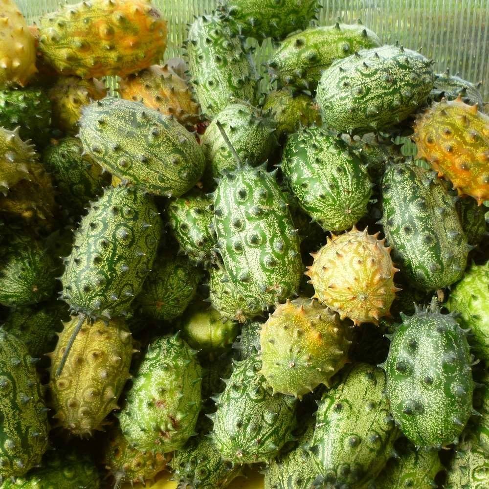 horned cucumber flower seeds