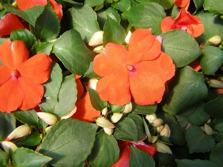 Giant Impatiens Flower Seeds Orange – Heirloom, Non-GMO, High Germination Seeds