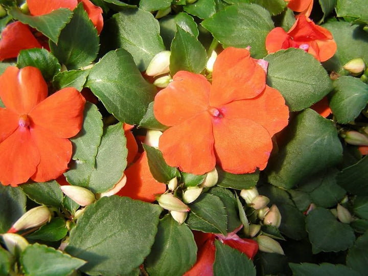Giant Impatiens Flower Seeds Orange – Heirloom, Non-GMO, High Germination Seeds