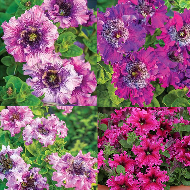 Mixed Color Petunia Seeds for Planting