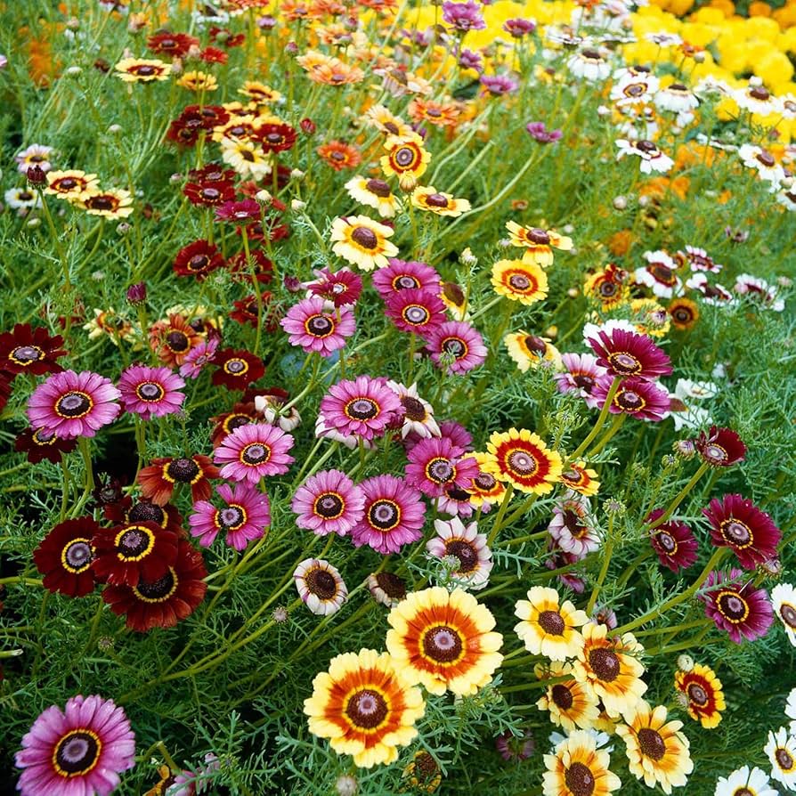 Daisy Flowers Seeds Perennial – Heirloom, Non-GMO, High Germination Organic Seeds