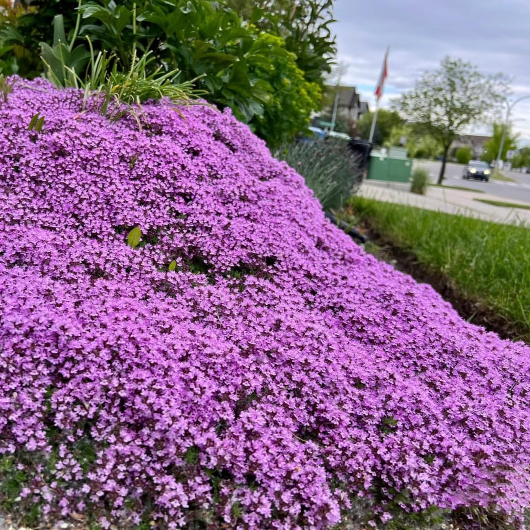 creeping thyme flower seeds