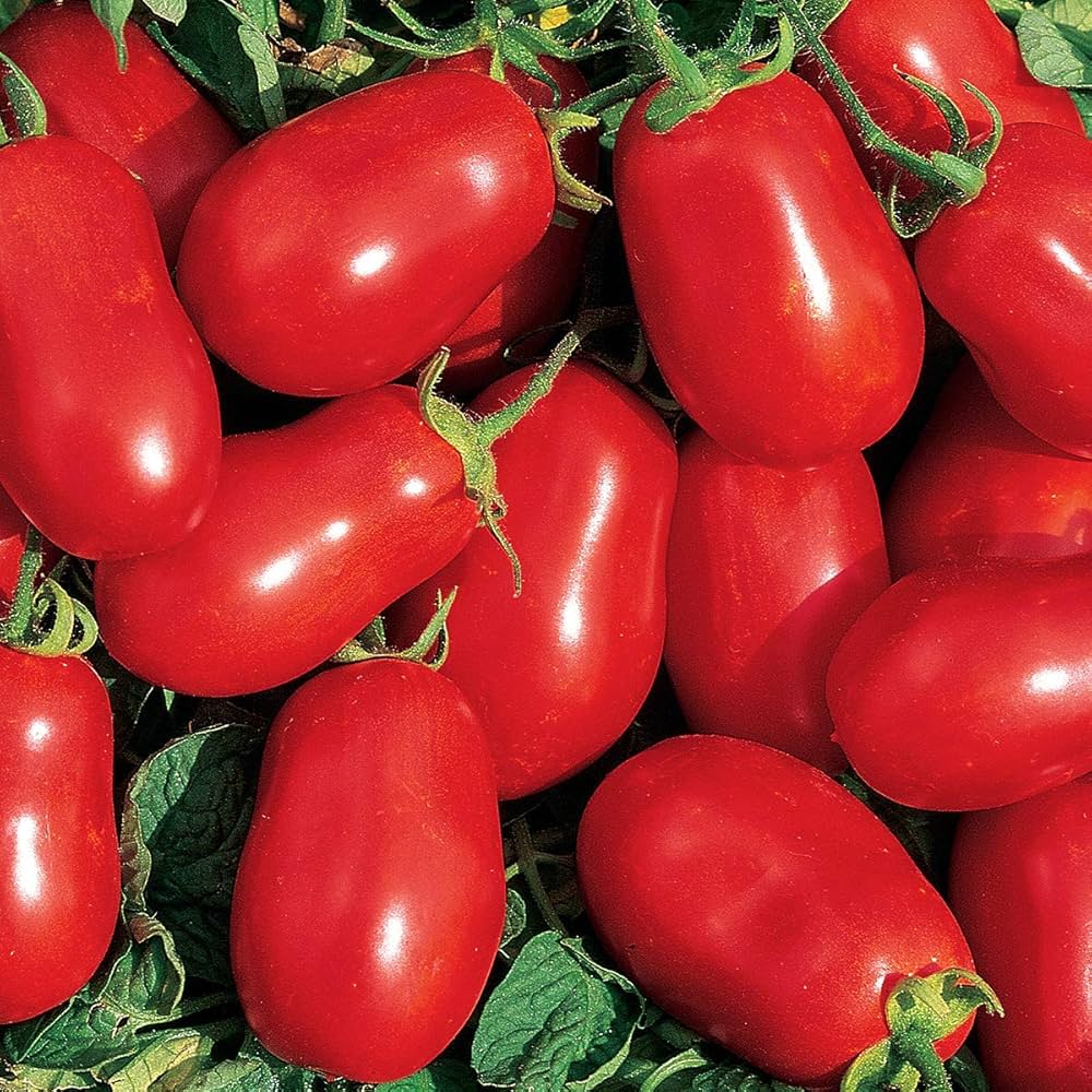 roma vf flower seeds