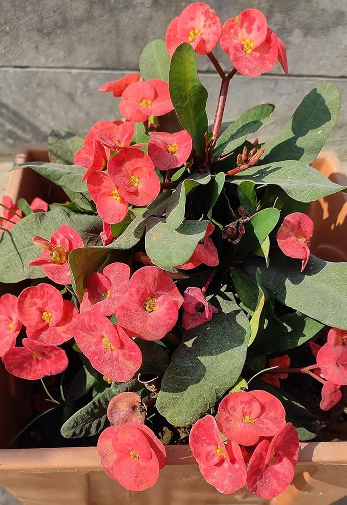 Crown Thorn Flower Seeds Red – Heirloom Non-GMO High Germination Seeds
