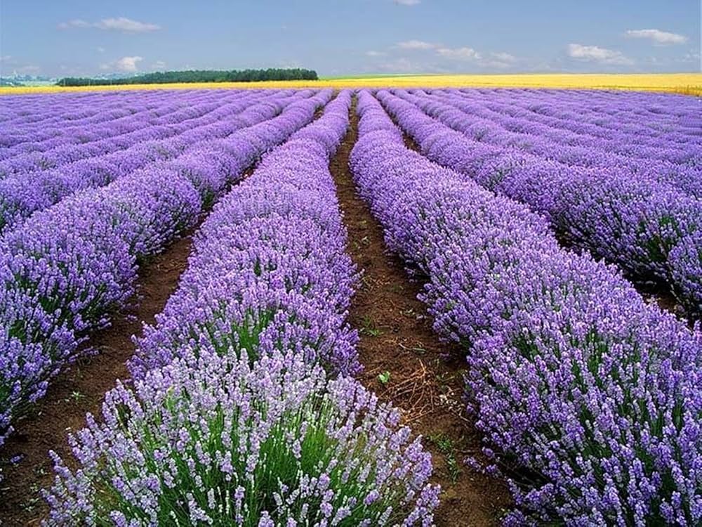 Lavender True herb seeds