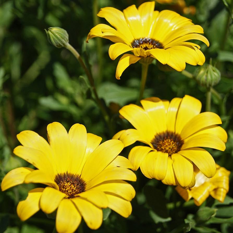 Yellow Osteospermum Flower Seeds – Heirloom, Non-GMO, High Germination Organic Garden Seeds for Planting