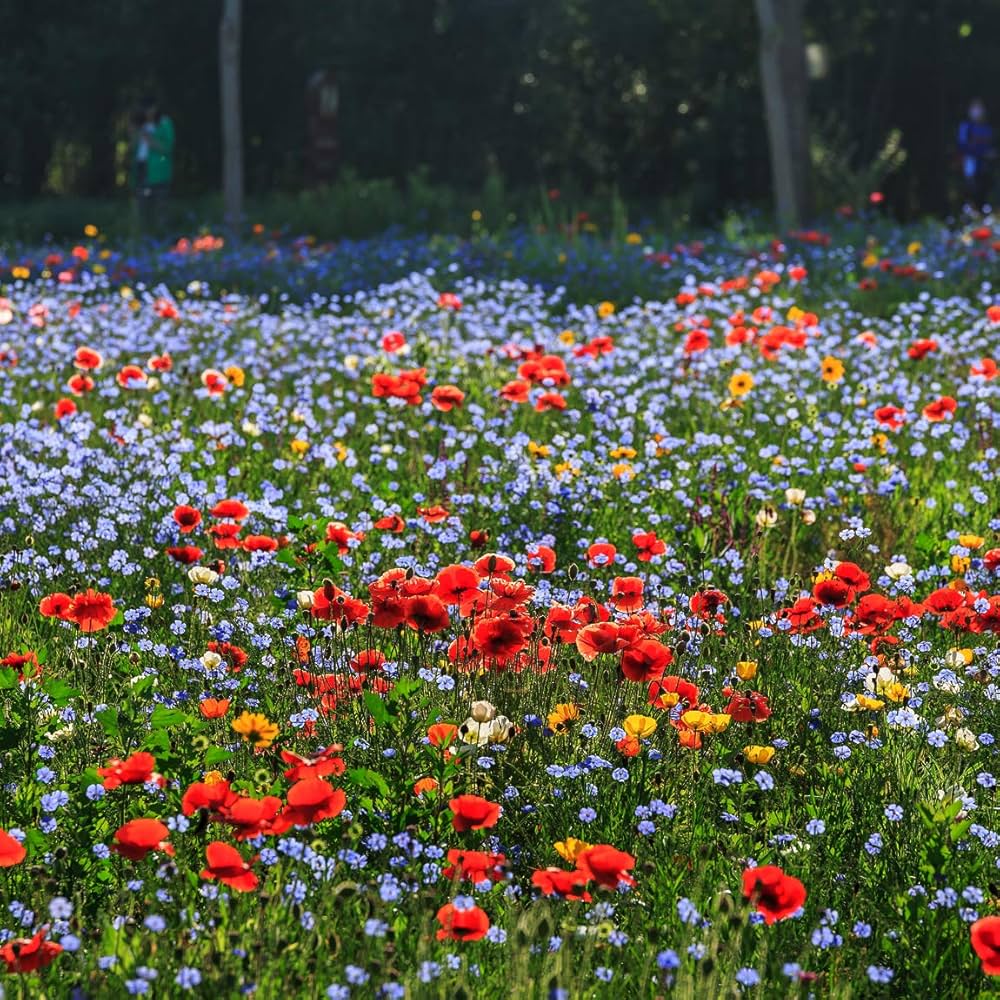 perennial species flower seeds