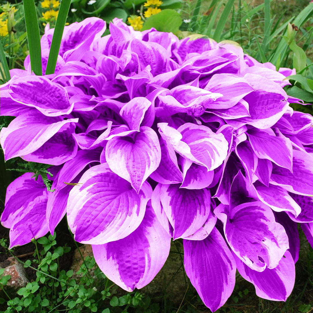 Light Purple Hosta Flower Seeds – Heirloom, Non-GMO, High Germination Seeds