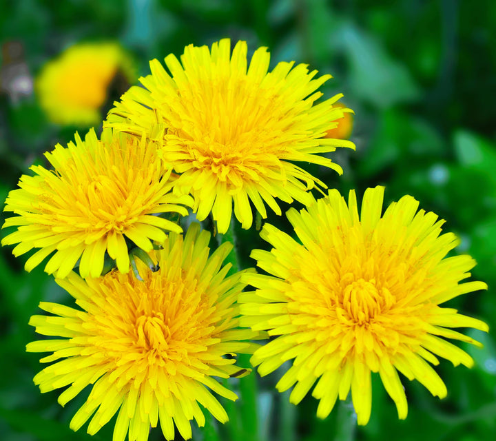 Dandelion Flower Seeds Yellow – Heirloom, Non-GMO, High Germination Organic Seeds