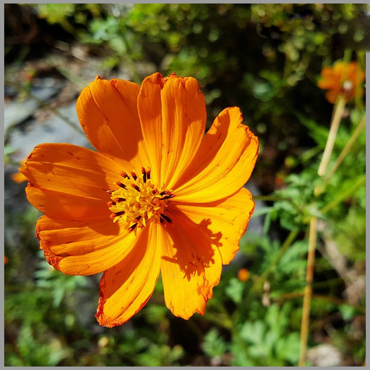 Orange Aster Flower Seeds – Heirloom, Non-GMO, High Germination Seeds