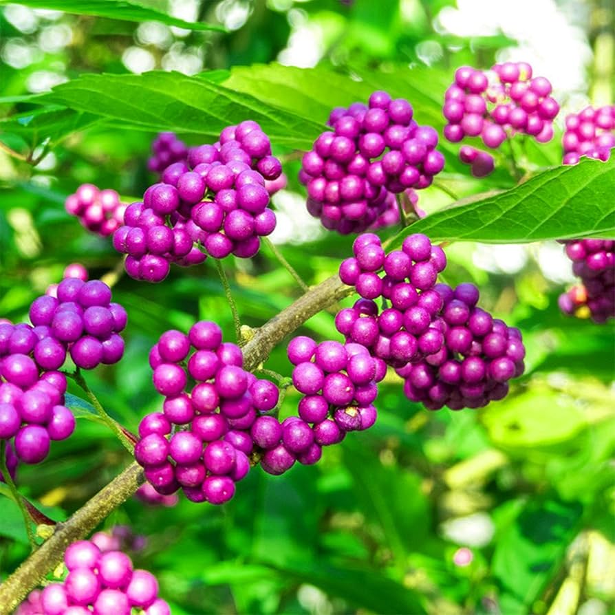 callicars beerensamen flower seeds
