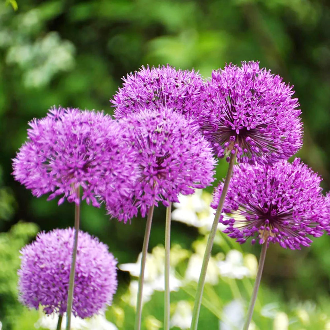 giant onion flower seeds