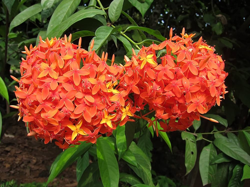 Orange Ixora Flower Seeds – Heirloom, Non-GMO, High Germination Seeds