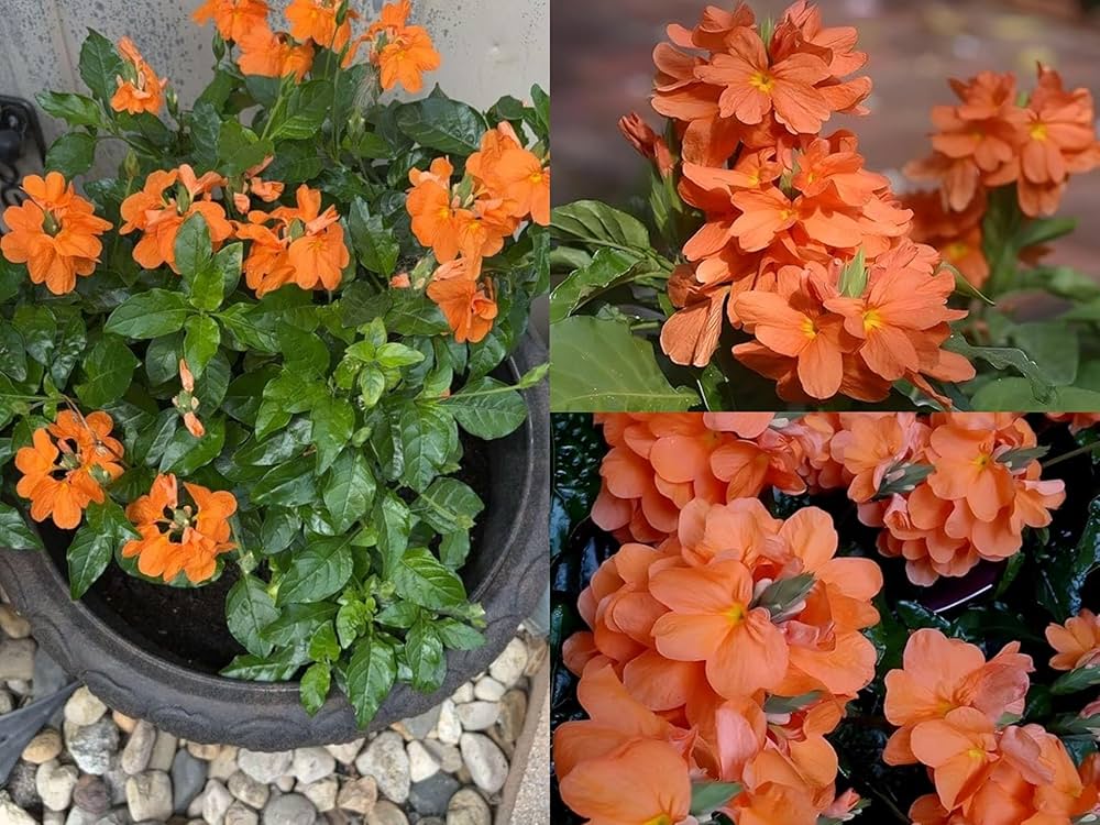 Crossandra Flower Seeds Orange – Heirloom Non-GMO High Germination Seeds