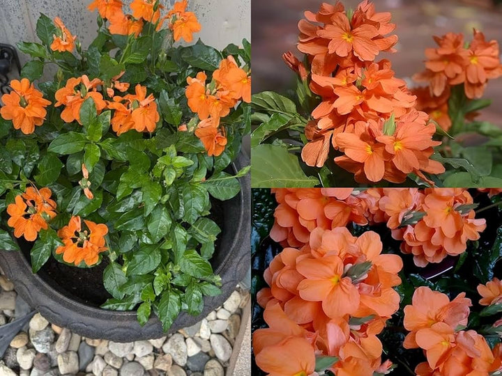 Crossandra Flower Seeds Orange – Heirloom Non-GMO High Germination Seeds