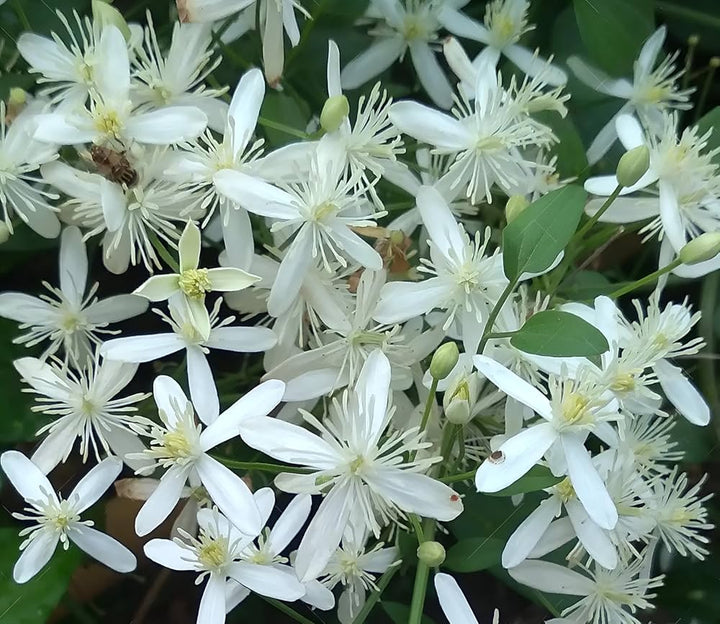 Buddha Jasmine Flower Seeds – Heirloom, Non-GMO, High Germination Seeds for Planting, Organic Garden Seeds