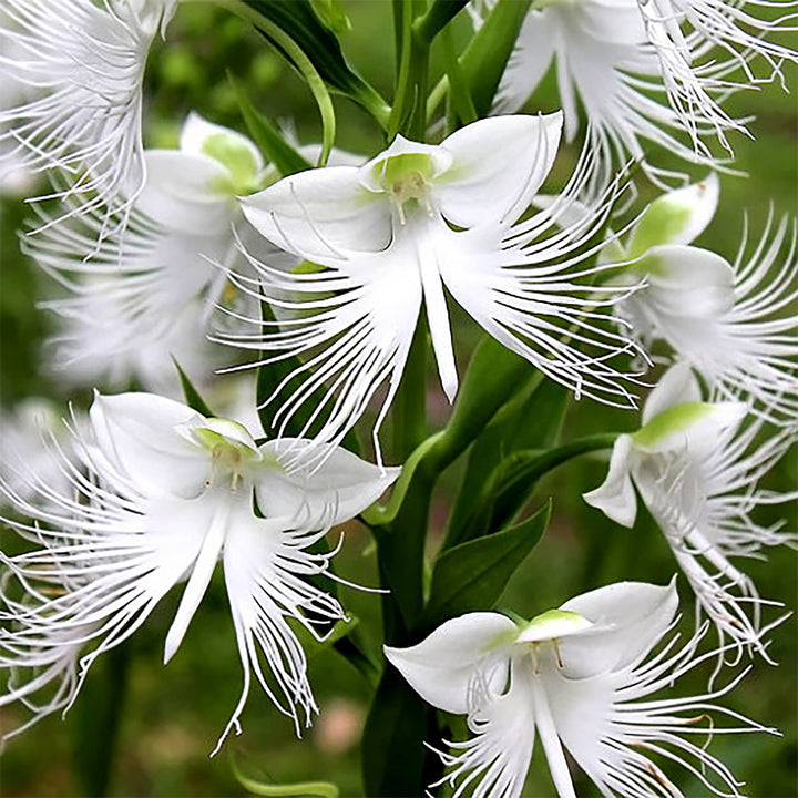 White Egret Orchid Flower Seeds – Heirloom Non-GMO High Germination Organic Seeds