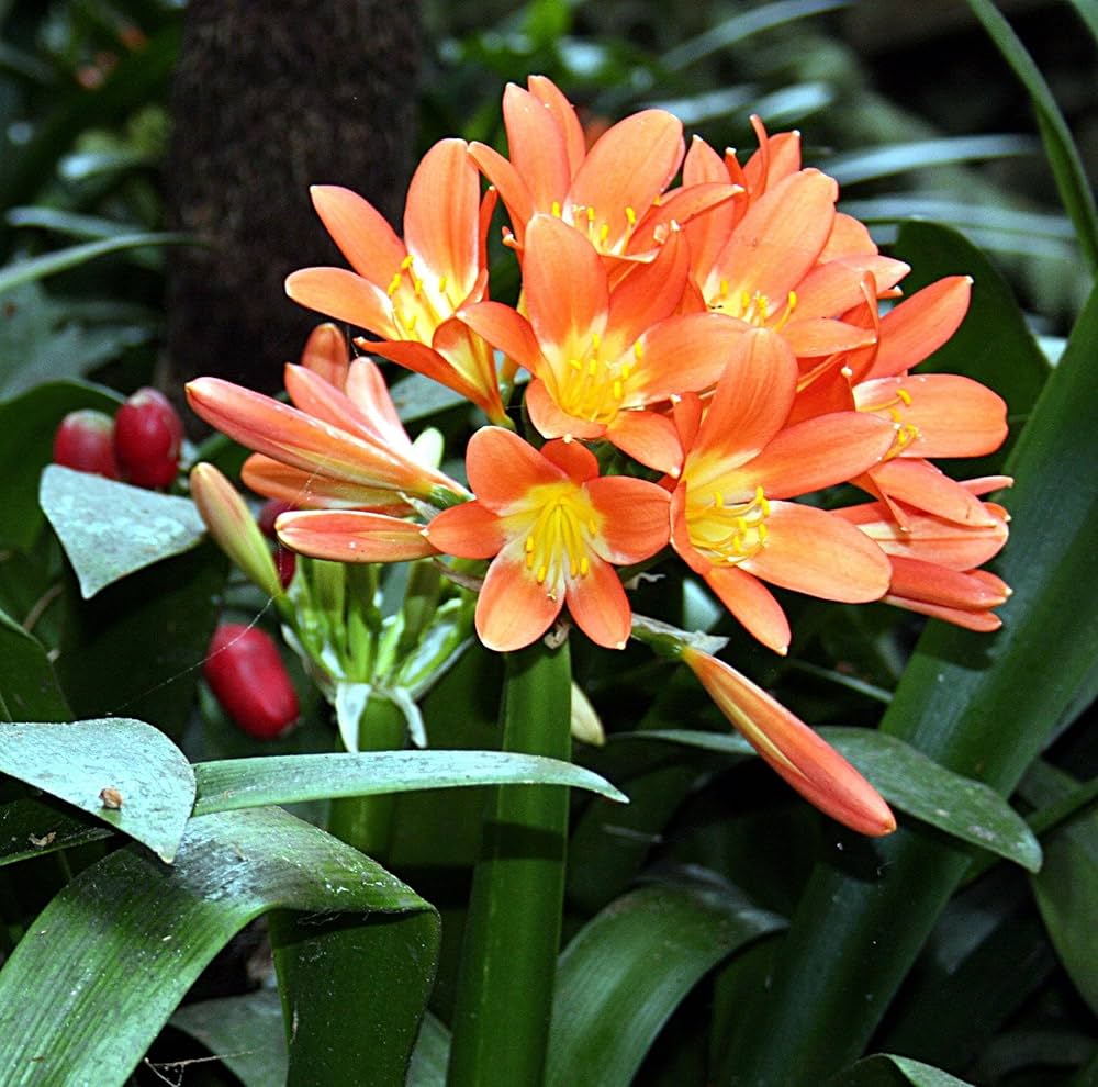 Clivia Flowers Seeds Orange – Heirloom Non-GMO High Germination Organic Garden Seeds