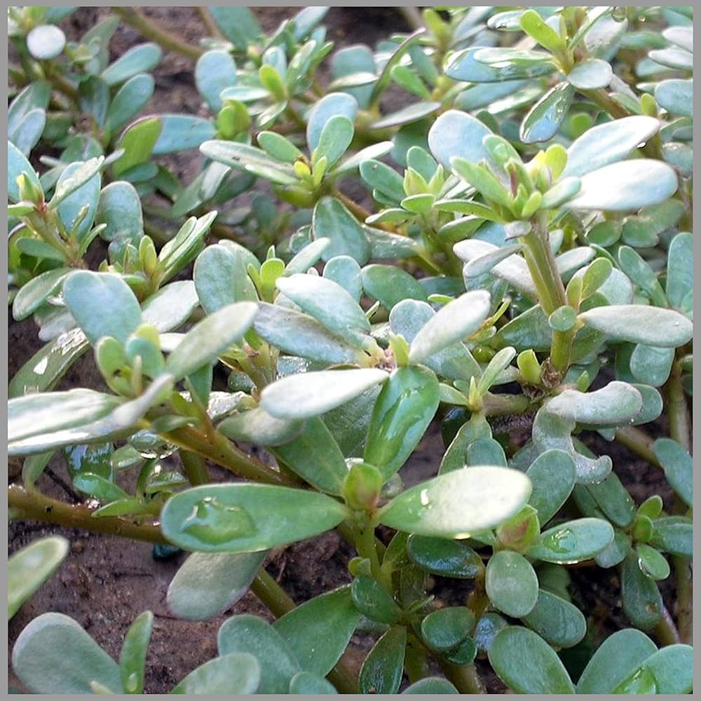 Purslane Portulaca herb seeds