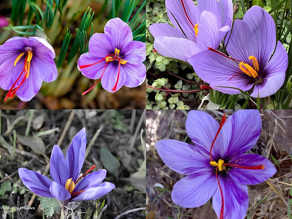 saffron flower flower seeds