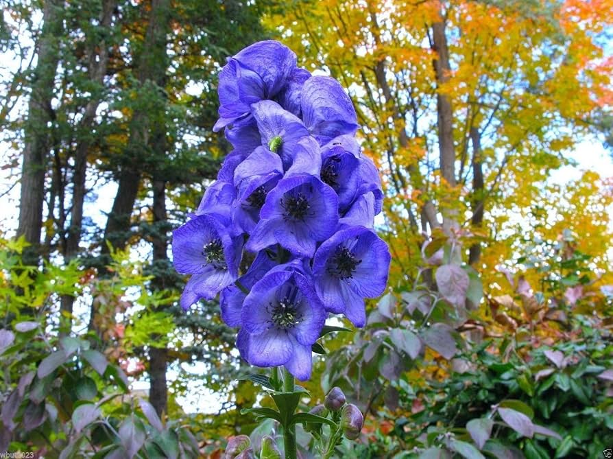 Monkshood Aconitum herb seeds