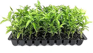 night blooming flower seeds