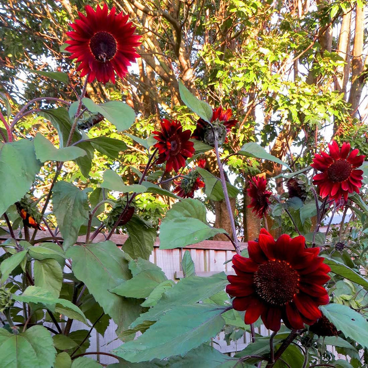 Red Sunflower Seeds for Planting