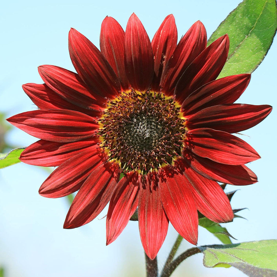 Maroon Sunflower Flower Seeds Heirloom Non-GMO High Germination Organic Garden Seeds