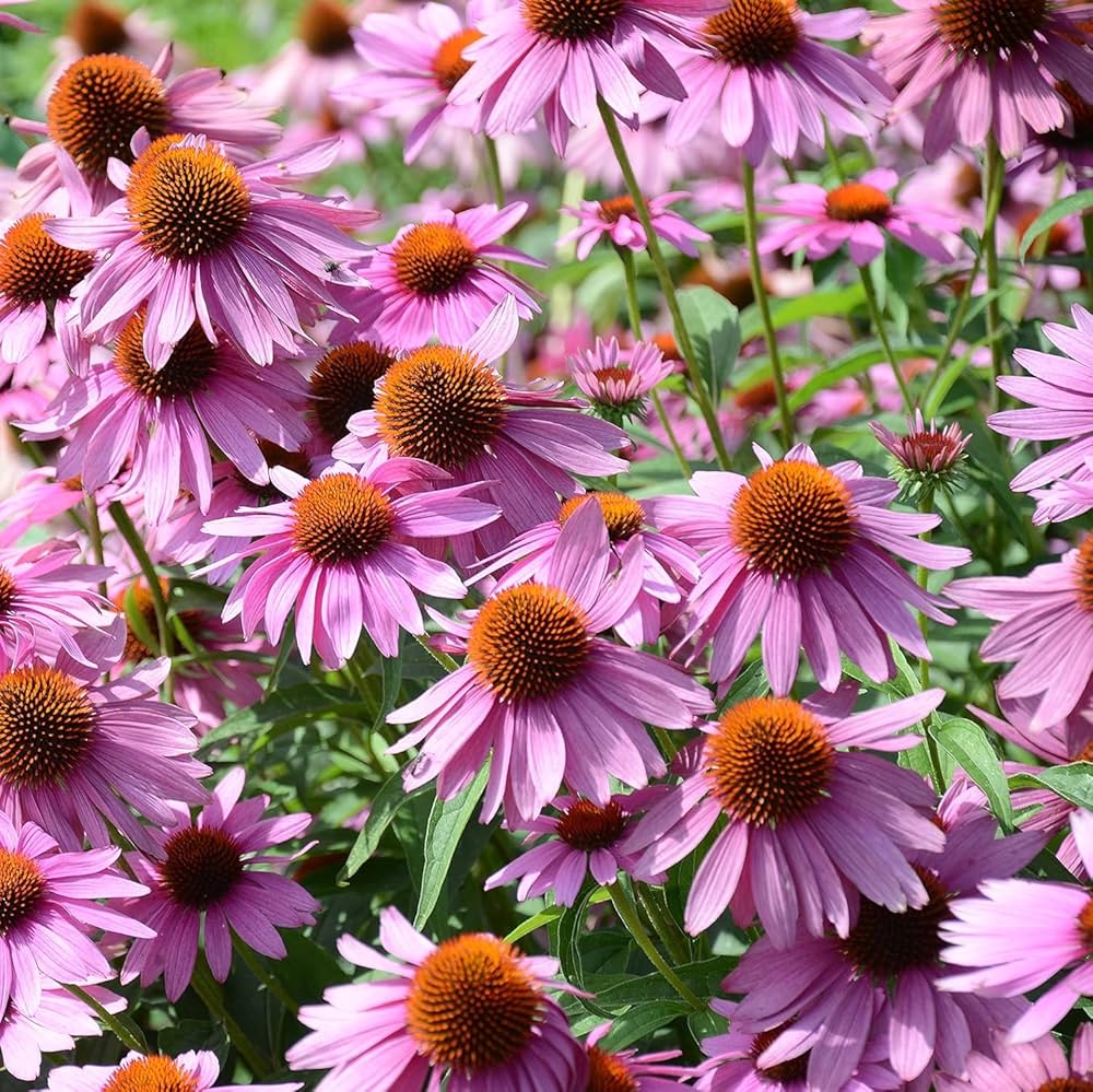 coneflower for flower seeds