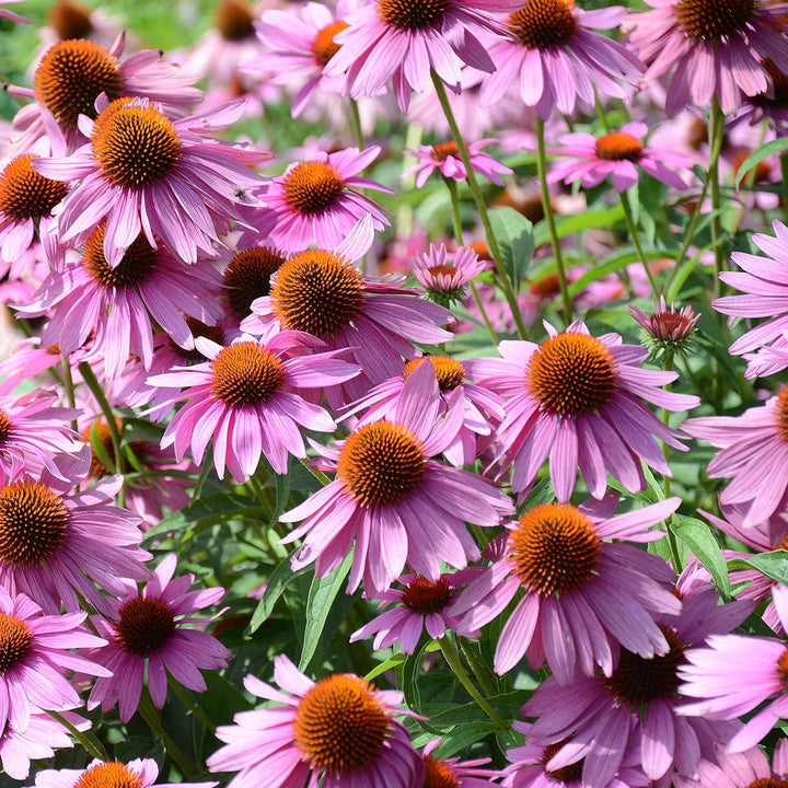 Pink Cone Flower Seeds for Planting – Heirloom Non-GMO High Germination Seeds