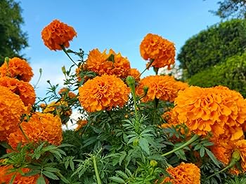 Orange Marigold Flower Seeds – Heirloom, Non-GMO, High Germination Seeds