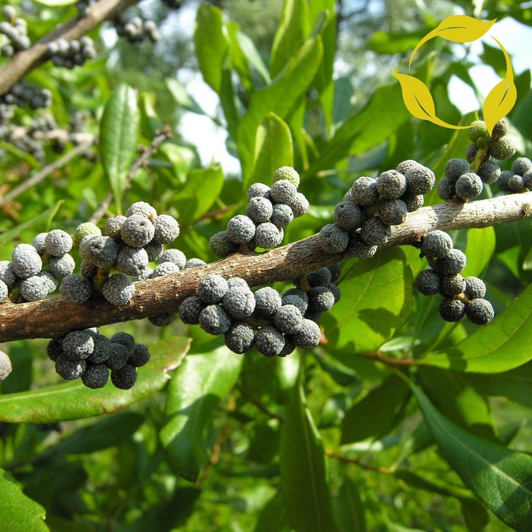 Green Wax herb seeds